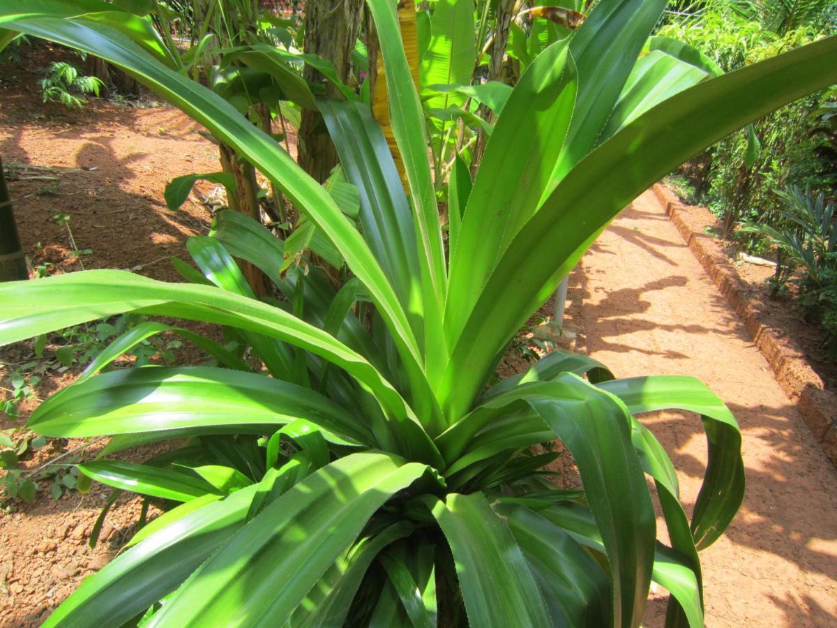 Namaste Yoga Farm Villa Gokarna  Ngoại thất bức ảnh